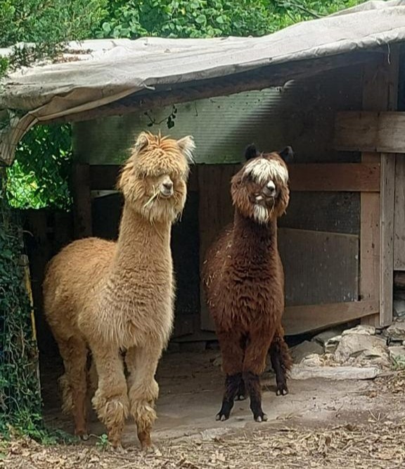Novita'!! Passeggiata con alpaca con meditazione per adulti e bambini! Coupon utilizzabile anche nel week-end!