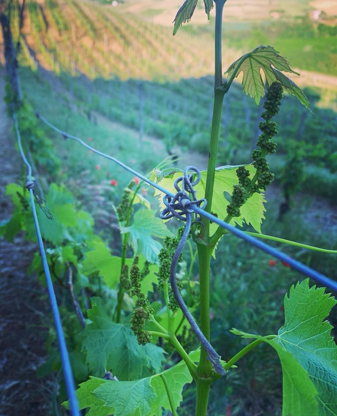 E' tempo di vendemmia, La Cantina Ca del Bricco vi aspetta! Passeggiata tra i filari dell'azienda assistere alle fasi della vinificazione per 2 persone con Degustazione dei mosti e dei vini direttamente dalla botte con tagliere di formaggio e salumi.