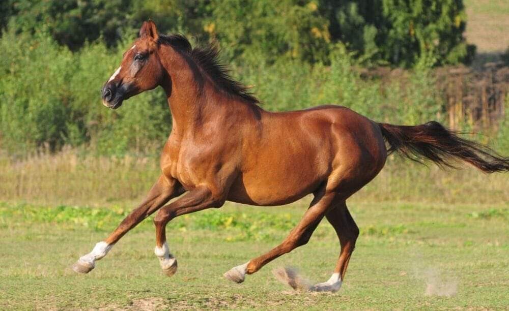  2 lezioni private di equitazione da 40 minuti circa con istruttrice Tecnico Sef Italia, equipaggiamento incluso. Valido anche per bambini. ...Al galoppo con LiveYourTown!! Coupon utilizzabile anche di Sabato! Coupon da condividere con chi ami!
