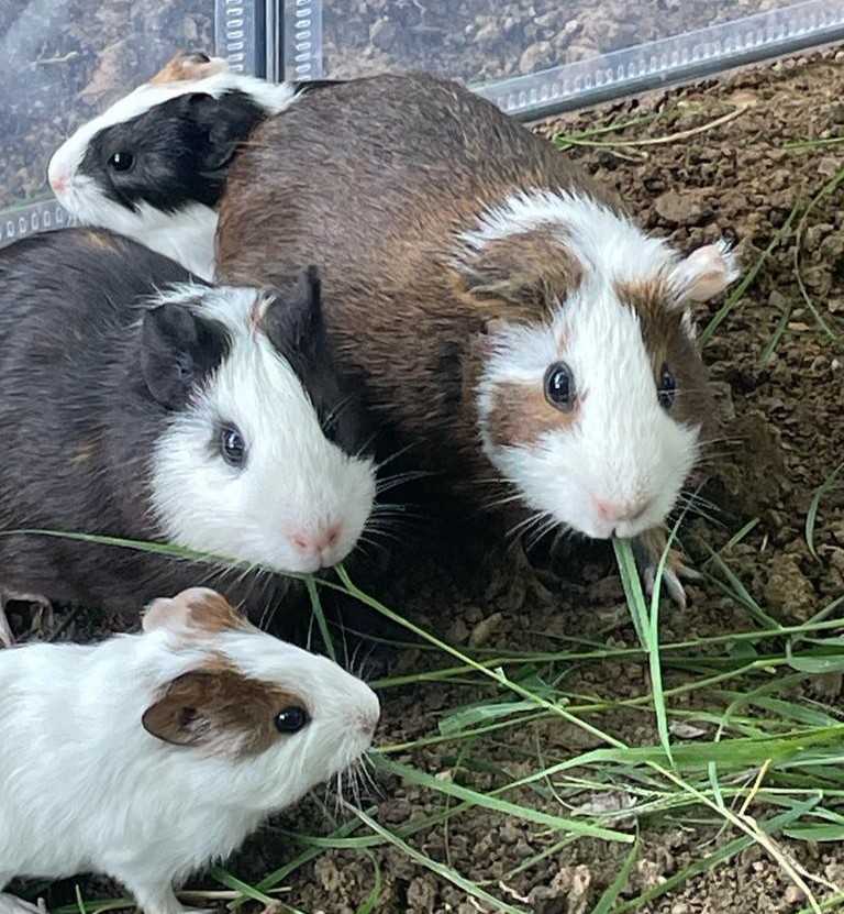 Scopri e interagisci con gli animali della fattoria!  Per grandi e bambini a partire dai 4 anni! Coupon utilizzabile anche nel week end!