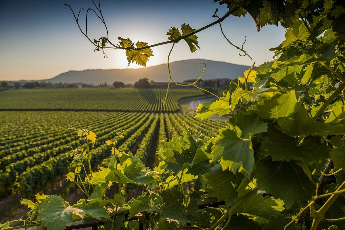 Alla scoperta della Franciacorta! 2 giorni e 1 notte  in appartamento dotato di cucina indipendente + visita guidata del Museo Agricolo e del Vino della Cantina Ricci Curbastro e degustazione di 2 calici di Franciacorta DOCG!